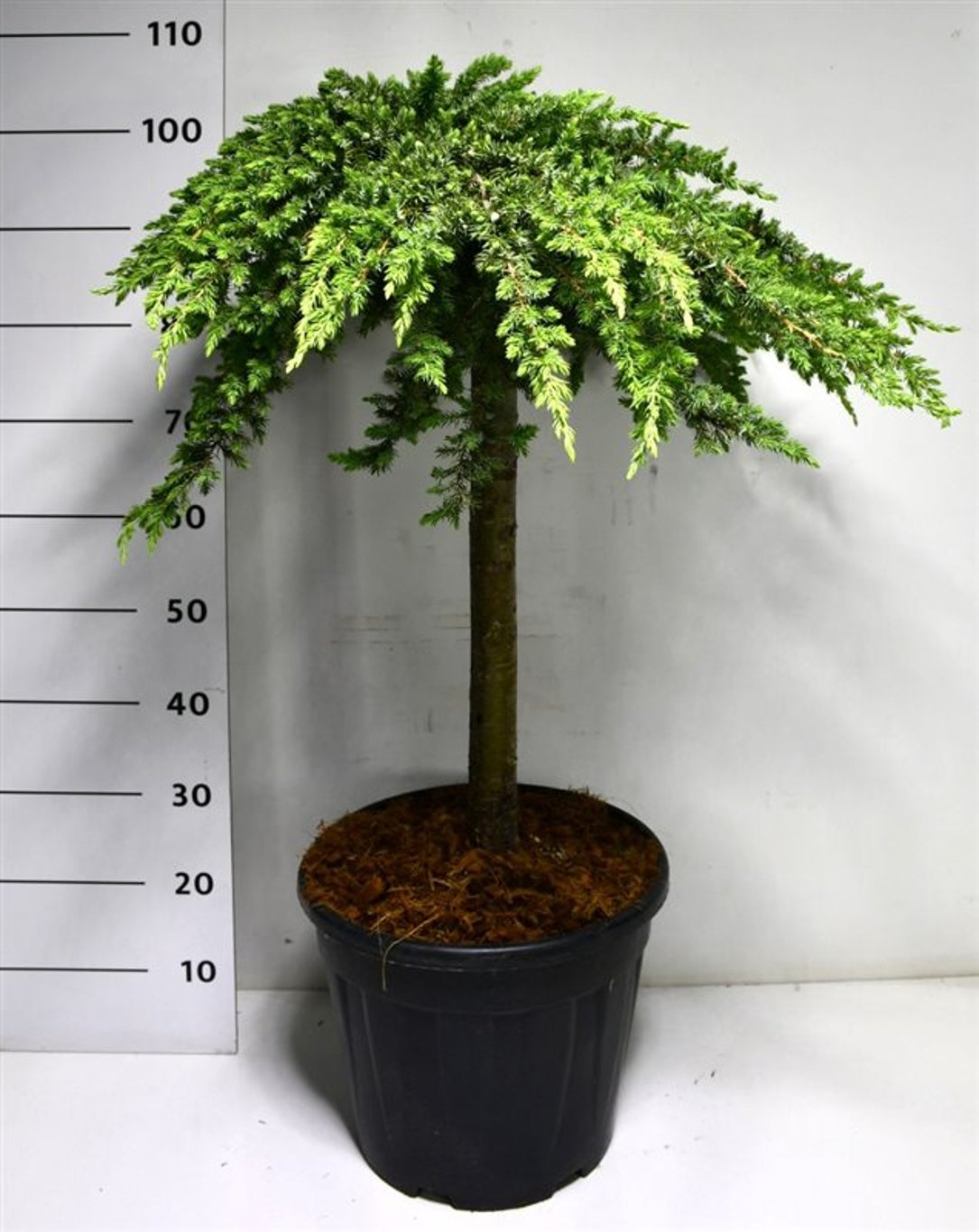 Juniperus conferta 'Schlager' - 60 CM Stem C20